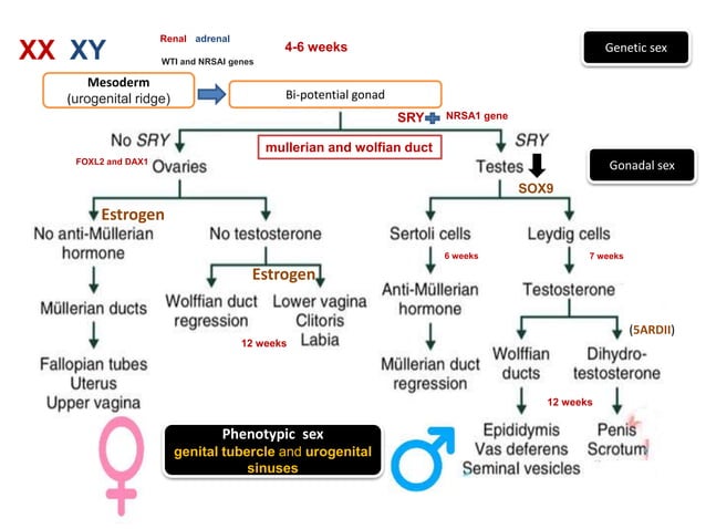 Disorder of sexual development | PPTX | Hormonal Disorders | Endocrine ...