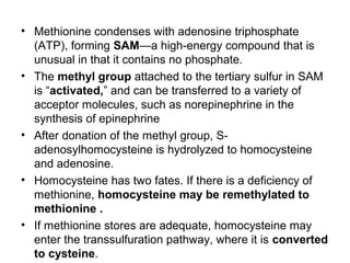 • Methionine condenses with adenosine triphosphate
(ATP), forming SAM—a high-energy compound that is
unusual in that it contains no phosphate.
• The methyl group attached to the tertiary sulfur in SAM
is “activated,” and can be transferred to a variety of
acceptor molecules, such as norepinephrine in the
synthesis of epinephrine
• After donation of the methyl group, S-
adenosylhomocysteine is hydrolyzed to homocysteine
and adenosine.
• Homocysteine has two fates. If there is a deficiency of
methionine, homocysteine may be remethylated to
methionine .
• If methionine stores are adequate, homocysteine may
enter the transsulfuration pathway, where it is converted
to cysteine.
 