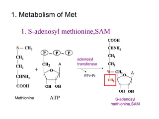 1. S-adenosyl methionine,SAM
adenosyl
transferase
PPi+Pi
+
Methionine ATP S-adenosyl
methionine,SAM
1. Metabolism of Met
A
A
 