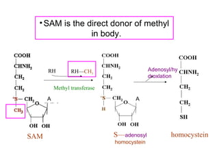 Methyl transferase
RH RH—CH3
Adenosyl/hy
droxlation
SAM S—adenosyl
homocystein
homocystein
•SAM is the direct donor of methyl
in body.
A A
 