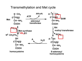 Transmethylation and Met cycle
 