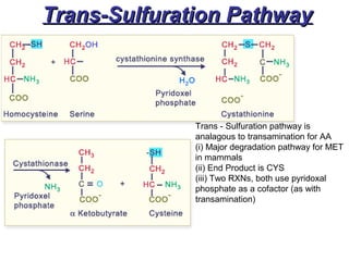 Trans-Sulfuration PathwayTrans-Sulfuration Pathway
Trans - Sulfuration pathway is
analagous to transamination for AA
(i) Major degradation pathway for MET
in mammals
(ii) End Product is CYS
(iii) Two RXNs, both use pyridoxal
phosphate as a cofactor (as with
transamination)
 