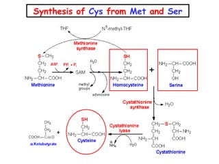 Synthesis of Cys from Met and Ser
 