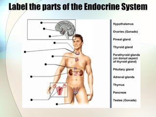 Label the parts of the Endocrine System 