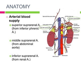 ANATOMY
 Venous blood
supply
 Right suprarenal
veins drain into
inferior vena cava
 Left suprarenal vein
drain into lef...