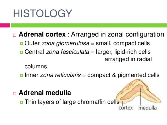 definition of adrenal gland definition of adrenal gland