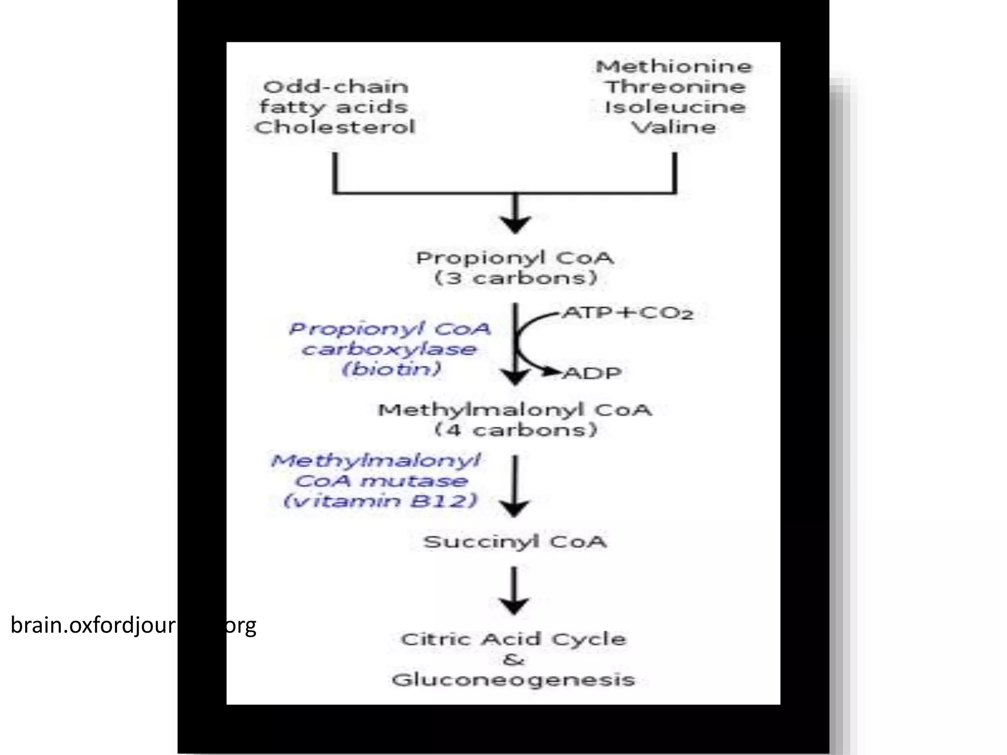 Disorders of amino acid metabolism | PPTX