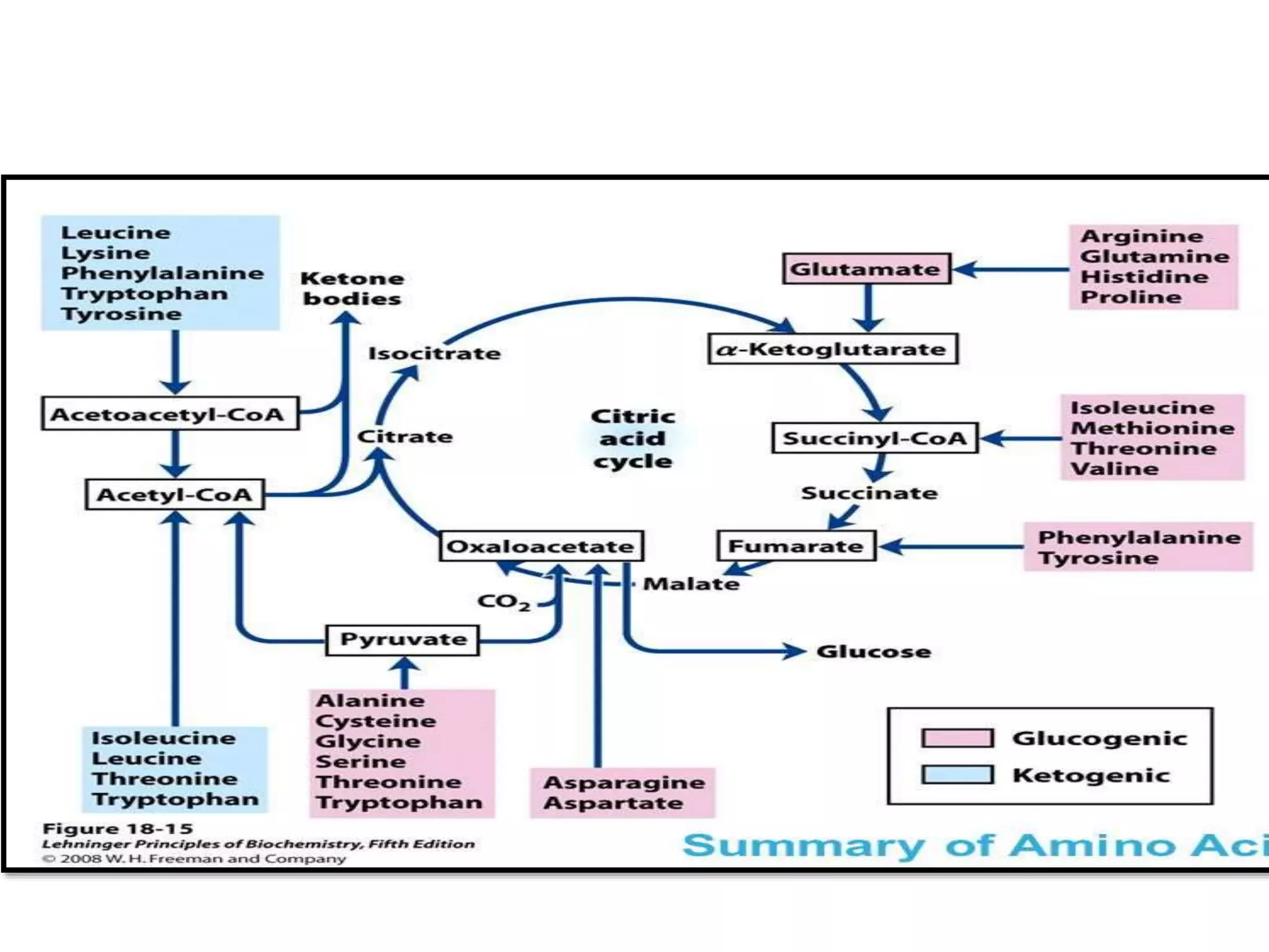 Disorders of amino acid metabolism