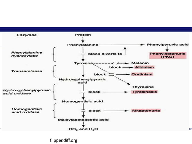 Disorders of amino acid metabolism | PPTX | Physical Therapy | Wellness