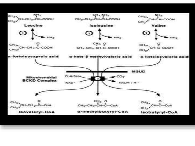 Disorders of amino acid metabolism | PPTX | Physical Therapy | Wellness