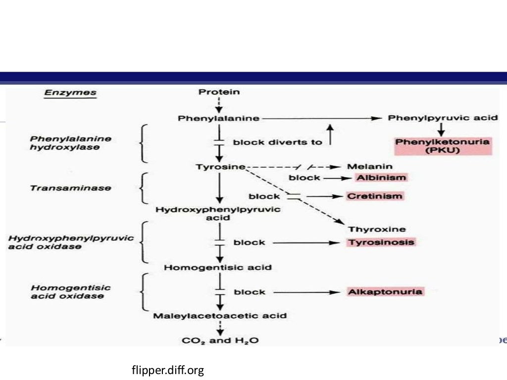 Disorders of amino acid metabolism
