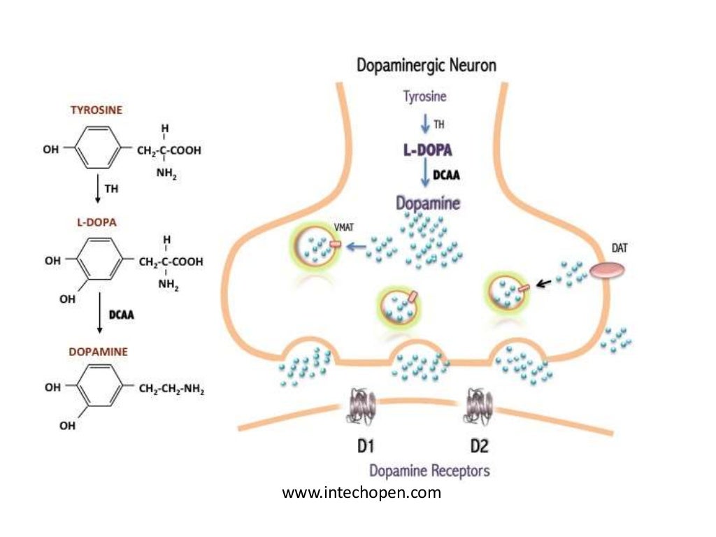 Disorders of amino acid metabolism