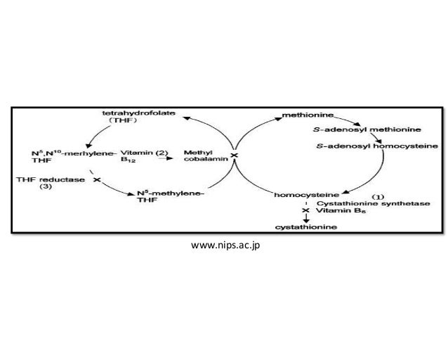 Disorders of amino acid metabolism