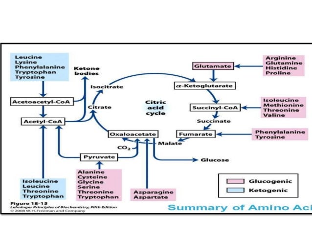 AMINO ACID METABOLISM EBOOK AMINO ACID METABOLISM EBOOK