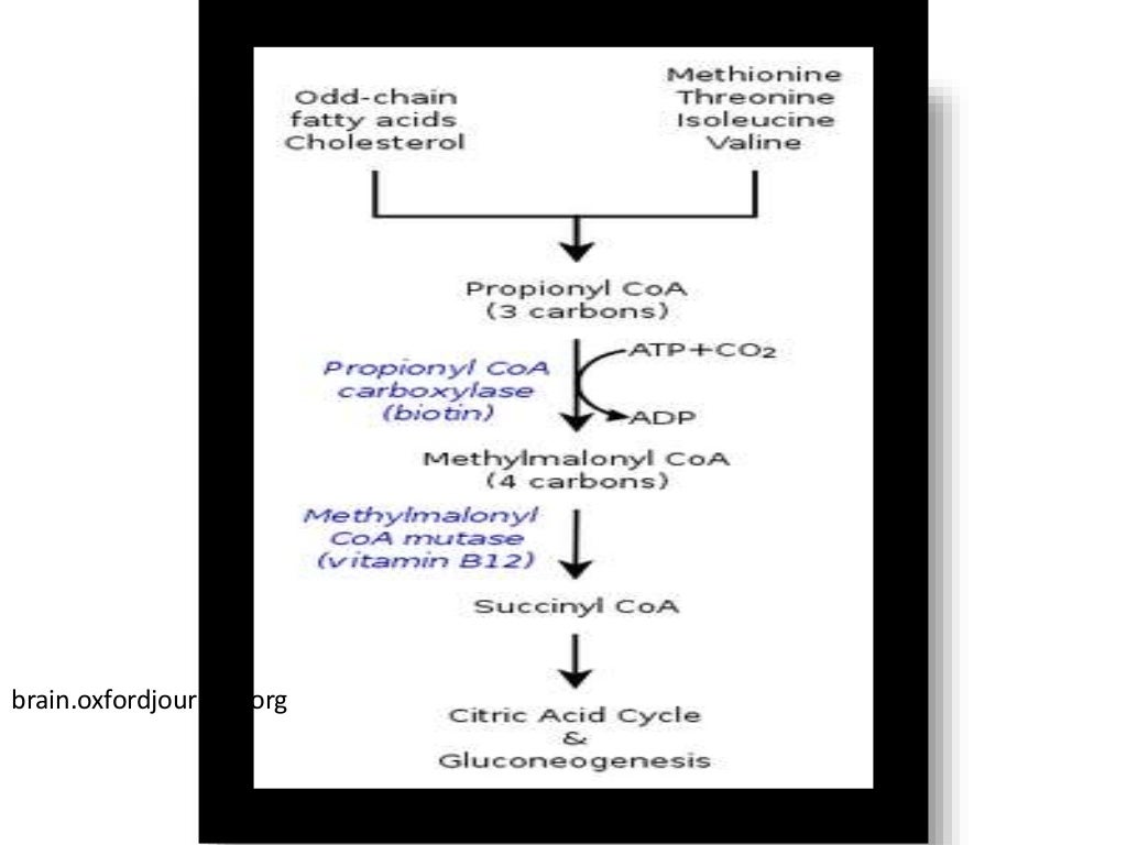 Disorders of amino acid metabolism