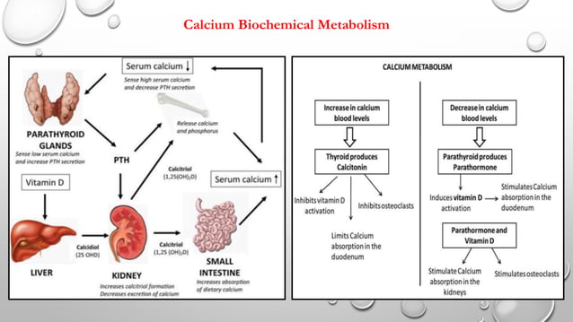 Picture of Disorders of Calcium and Phosphate Metabolism.ppt