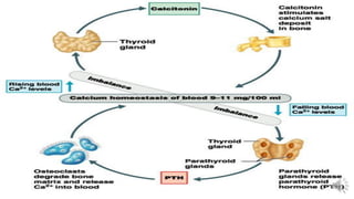 Disorders of Calcium Metabolism.pdf
