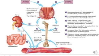 Disorders of Calcium Metabolism.pdf