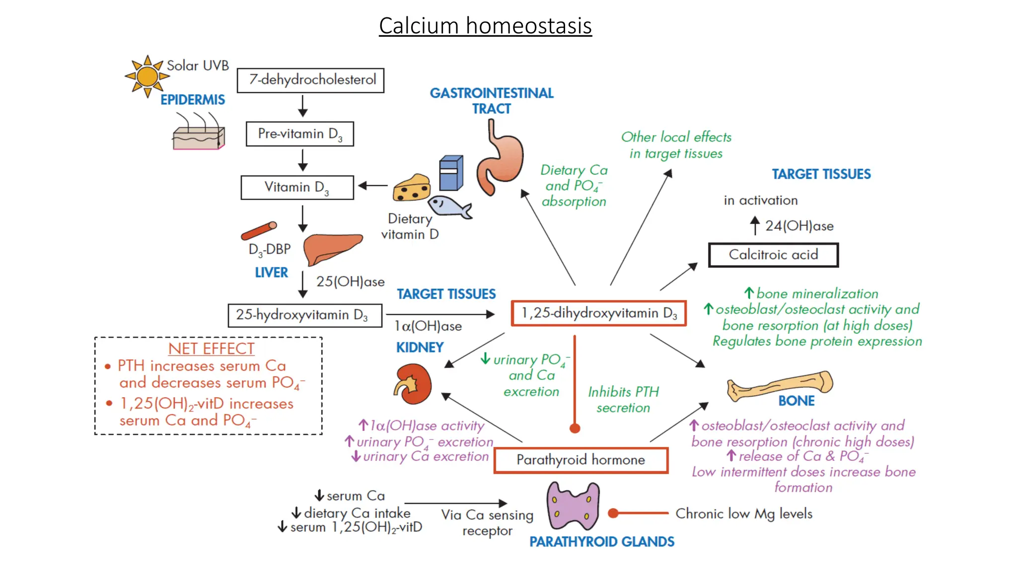 Disorders of calcium metabolism - approach and management | PPT