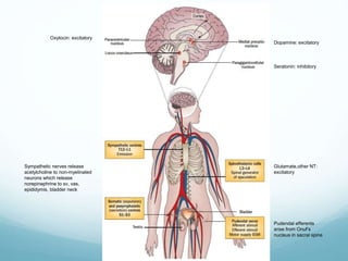 Dopamine: excitatory
Seratonin: inhibitory
Oxytocin: excitatory
Glutamate,other NT:
excitatory
Sympathetic nerves release
acetylcholine to non-myelinated
neurons which release
norepinephrine to sv, vas,
epididymis, bladder neck
Pudendal efferents
arise from Onuf’s
nucleus in sacral spine
 