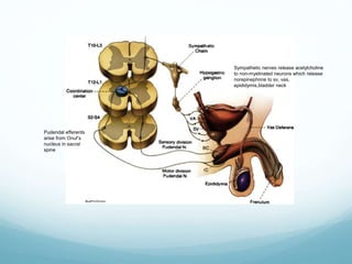 Sympathetic nerves release acetylcholine
to non-myelinated neurons which release
norepinephrine to sv, vas,
epididymis,bladder neck
Pudendal efferents
arise from Onuf’s
nucleus in sacral
spine
 