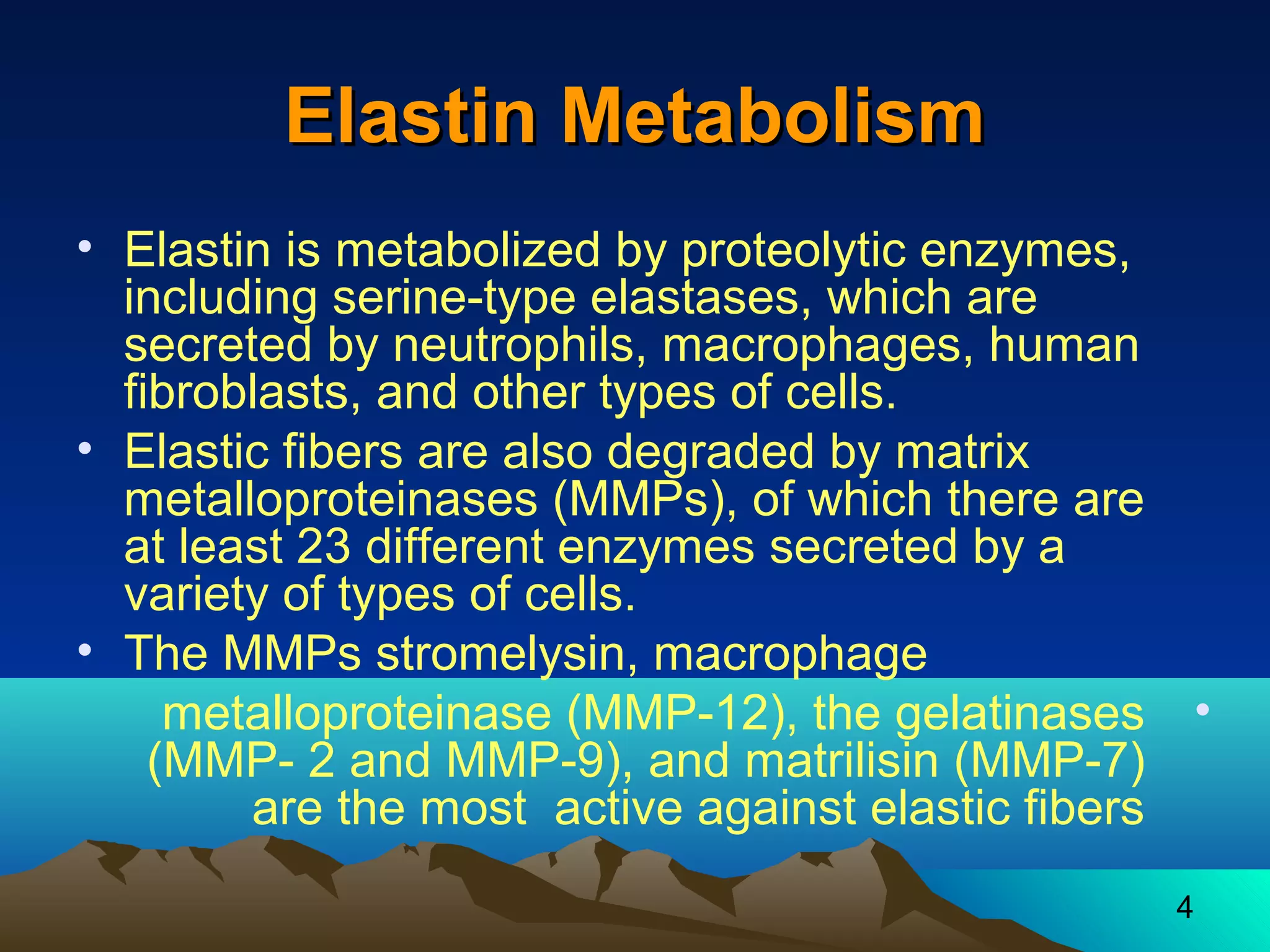 4 
EEllaassttiinn MMeettaabboolliissmm 
• Elastin is metabolized by proteolytic enzymes, 
including serine-type elastases, which are 
secreted by neutrophils, macrophages, human 
fibroblasts, and other types of cells. 
• Elastic fibers are also degraded by matrix 
metalloproteinases (MMPs), of which there are 
at least 23 different enzymes secreted by a 
variety of types of cells. 
• The MMPs stromelysin, macrophage 
metalloproteinase (MMP-12), the gelatinases • 
(MMP- 2 and MMP-9), and matrilisin (MMP-7) 
are the most active against elastic fibers 
 