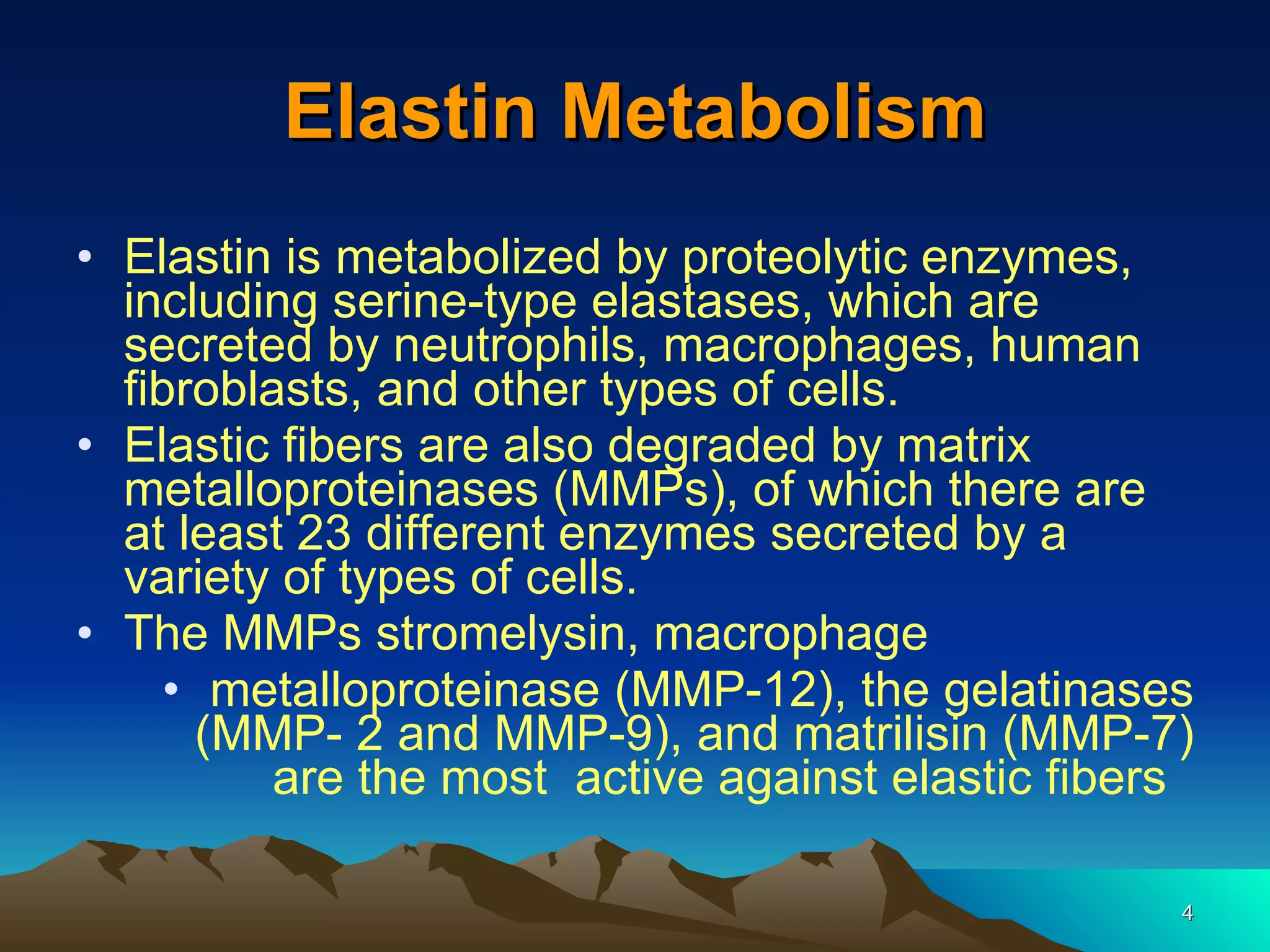 Elastin Metabolism Elastin is metabolized by proteolytic enzymes, including serine-type elastases, which are secreted by neutrophils, macrophages, human fibroblasts, and other types of cells. Elastic fibers are also degraded by matrix metalloproteinases (MMPs), of which there are at least 23 different enzymes secreted by a variety of types of cells.  The MMPs stromelysin, macrophage metalloproteinase (MMP-12), the gelatinases (MMP- 2 and MMP-9), and matrilisin (MMP-7) are the most  active against elastic fibers   