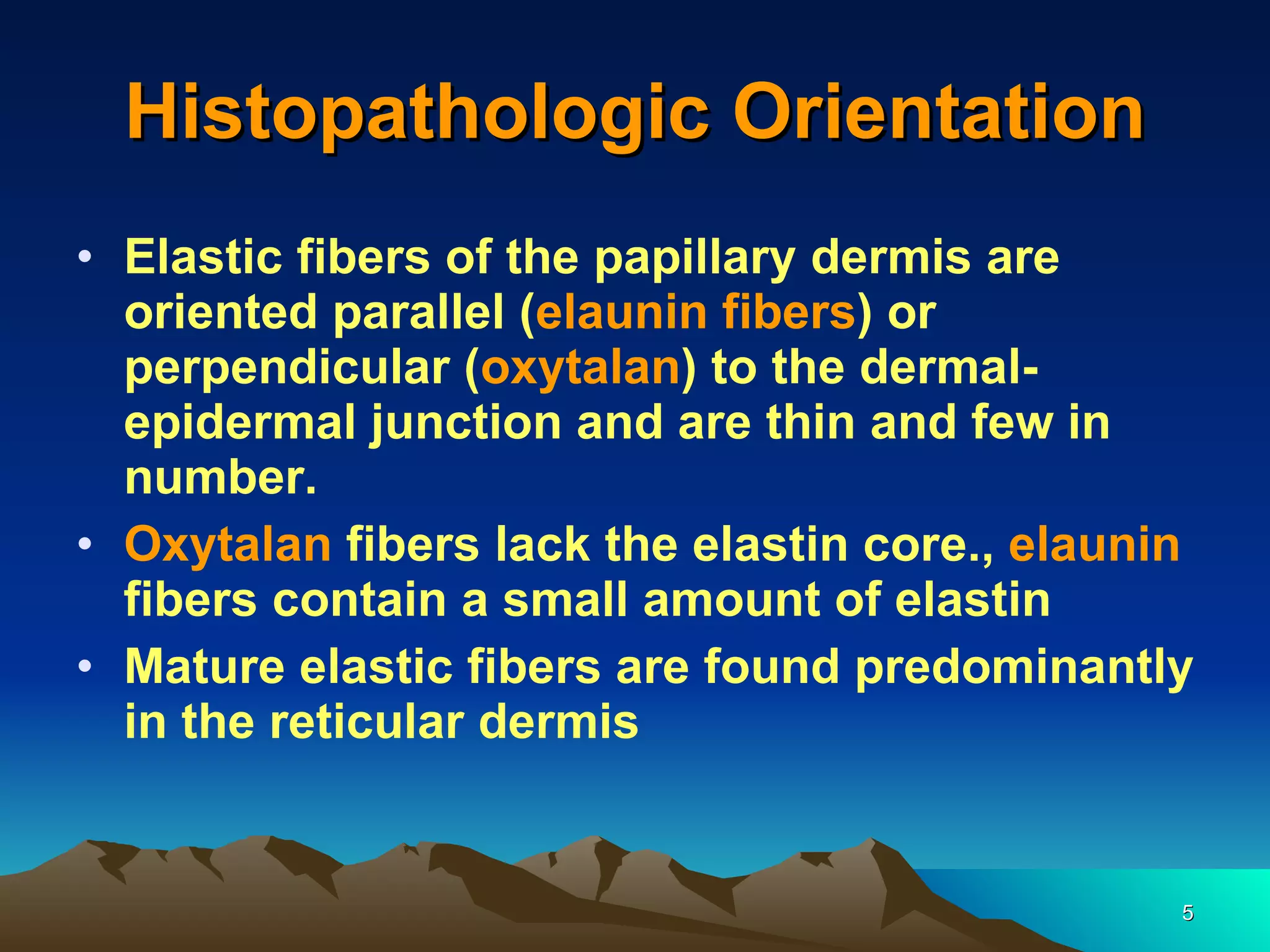 Histopathologic Orientation Elastic fibers of the papillary dermis are oriented parallel ( elaunin fibers ) or  perpendicular ( oxytalan ) to the dermal-epidermal junction and are thin and few in number. Oxytalan   fibers lack the elastin core.,   elaunin   fibers contain a small amount of elastin   Mature elastic fibers are found predominantly in the reticular dermis   