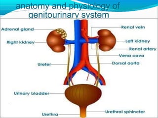 anatomy and physiology of
genitourinary system
 
