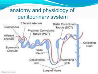 anatomy and physiology of
genitourinary system
 