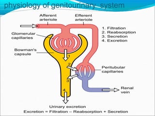 physiology of genitourinary system
 