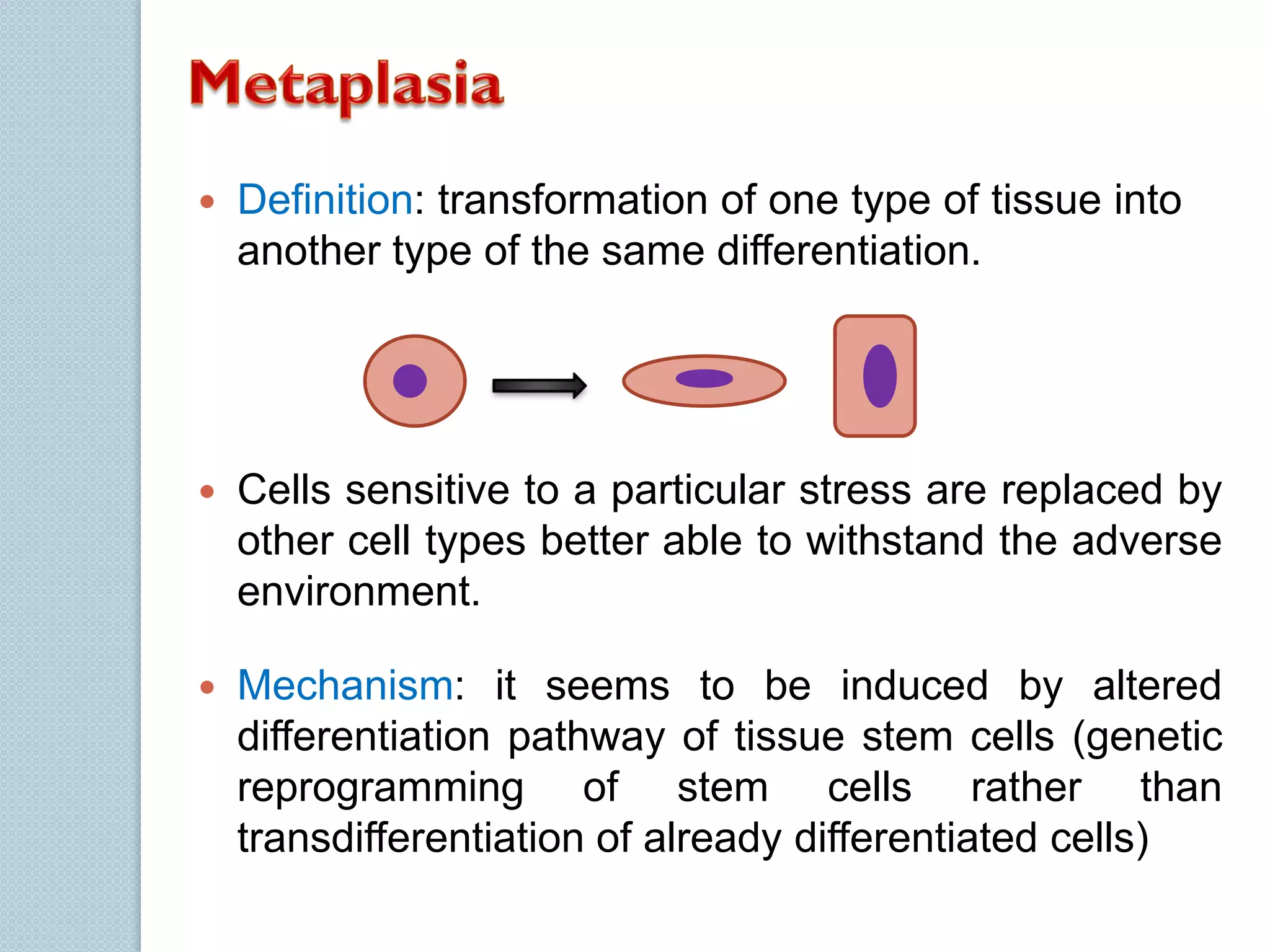 

Definition: transformation of one type of tissue into
another type of the same differentiation.



Cells sensitive to a particular stress are replaced by
other cell types better able to withstand the adverse
environment.



Mechanism: it seems to be induced by altered
differentiation pathway of tissue stem cells (genetic
reprogramming of stem cells rather than
transdifferentiation of already differentiated cells)

 