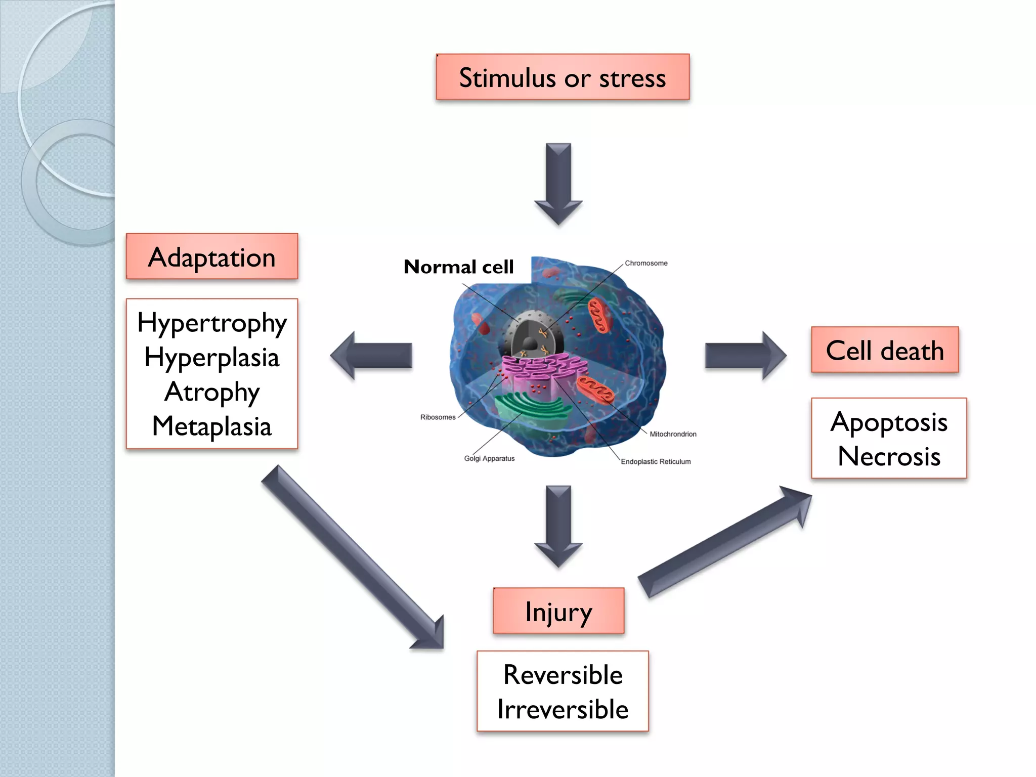 Stimulus or stress

Adaptation

Normal cell

Hypertrophy
Hyperplasia
Atrophy
Metaplasia

Cell death
Apoptosis
Necrosis

Injury
Reversible
Irreversible

 