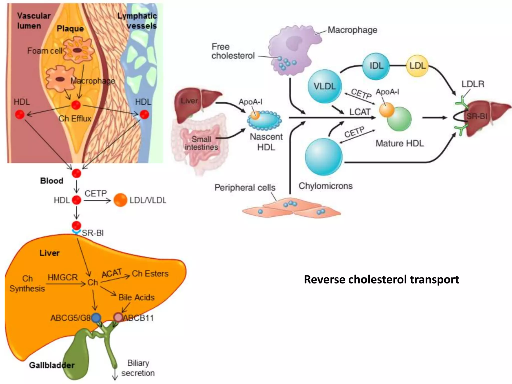 Disorders of lipoprotein metabolism | PPTX