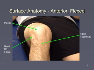 34
Surface Anatomy - Anterior, FlexedSurface Anatomy - Anterior, Flexed
Head
Of
Fibula
Patella
Tibial
Tuberosity
 