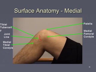 36
Surface Anatomy - MedialSurface Anatomy - Medial
Medial
Femoral
Condyle
Patella
Joint
Line
Medial
Tibial
Condyle
Tibial
Tuberosit
y
 
