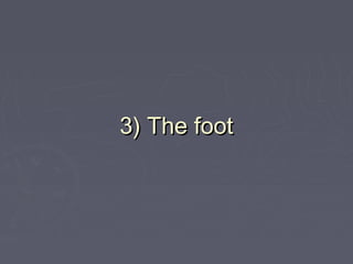 3) The foot3) The foot
 