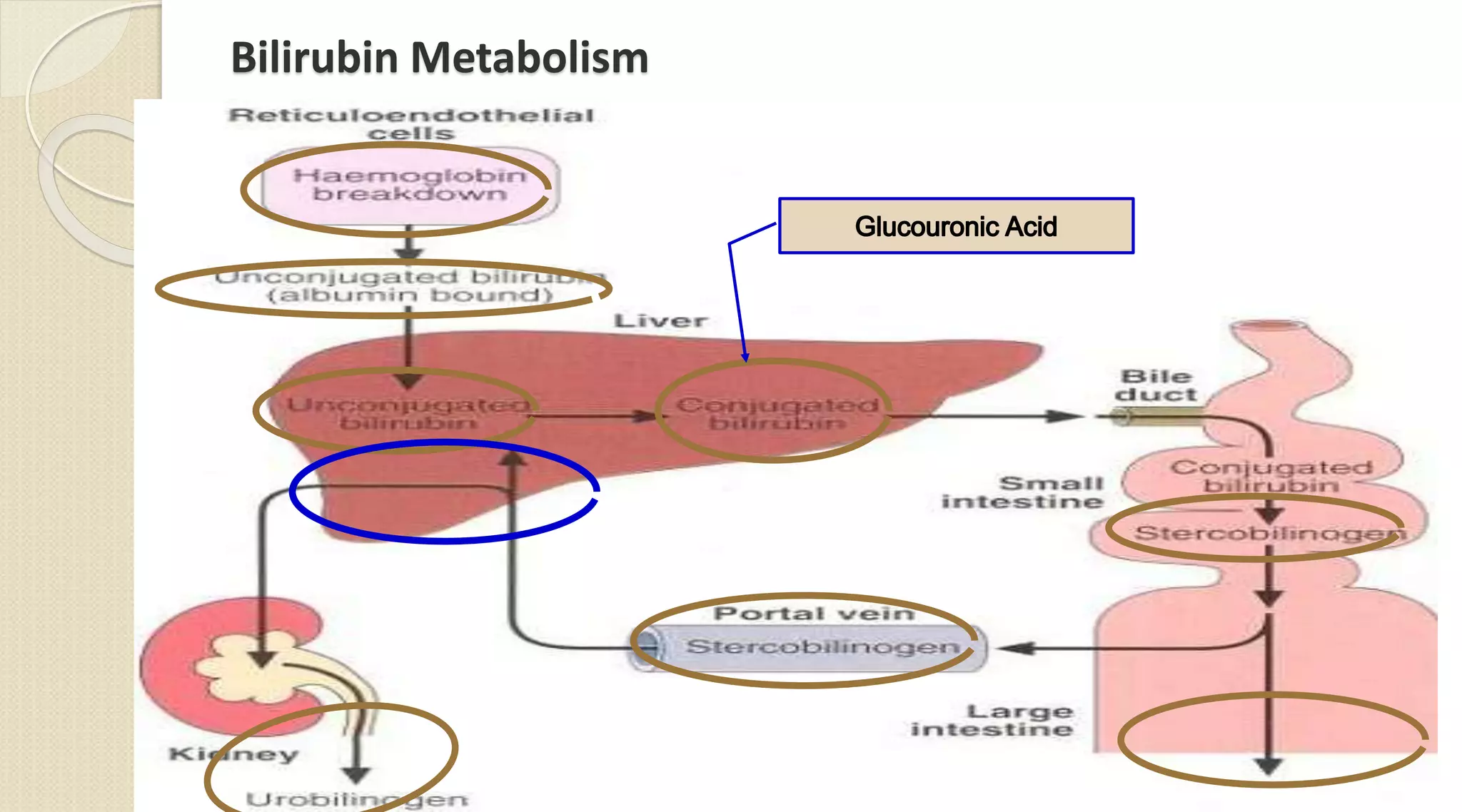 Bilirubin Metabolism
153
 