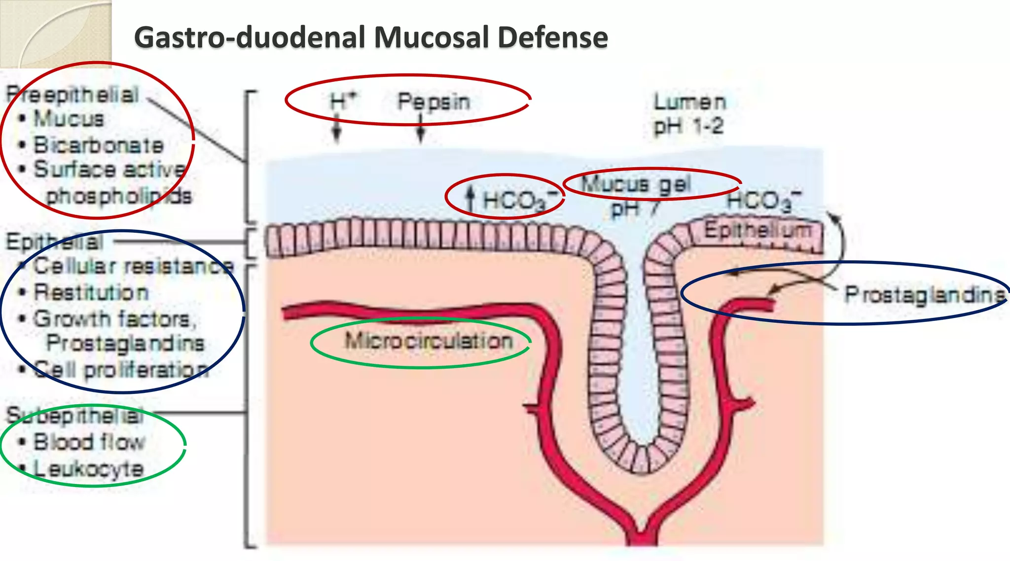 Gastro-duodenal Mucosal Defense
31
 