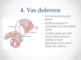 Disorders of male reproductive system | PPTX
