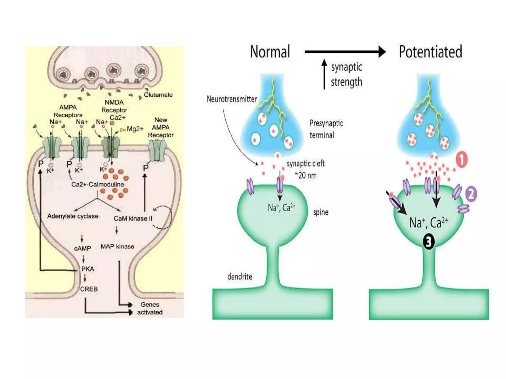 Disorders of memory | PPTX