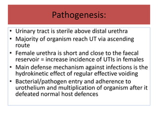 Pathogenesis:
• Urinary tract is sterile above distal urethra
• Majority of organism reach UT via ascending
route
• Female urethra is short and close to the faecal
reservoir = increase incidence of UTIs in females
• Main defense mechanism against infections is the
hydrokinetic effect of regular effective voiding
• Bacterial/pathogen entry and adherence to
urothelium and multiplication of organism after it
defeated normal host defences
 