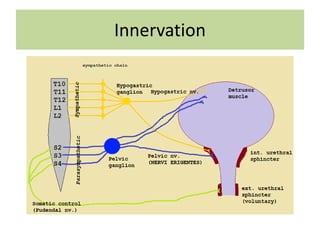 Innervation
 