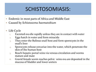 SCHISTOSOMIASIS:
 Endemic in most parts of Africa and Middle East
 Caused by Schistosoma haematobium
 Life Cycle
1. Excreted ova die rapidly unless they are in contact with water
2. Eggs hatch in water and form miracida
3. They enter the Bulinus snail host and form sporocysts in the
snail’s liver
4. Sporocysts release cercariae into the water, which penetrate the
skin of the human host
5. Reach hepatic portal veins via venous circulation and worms
mature and mate
6. Gravid female worm reaches pelvic veins ova are deposited in the
mucosa of bladder and lower ureters
 