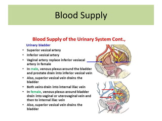 Blood Supply
 