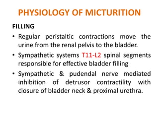 PHYSIOLOGY OF MICTURITION
FILLING
• Regular peristaltic contractions move the
urine from the renal pelvis to the bladder.
...
