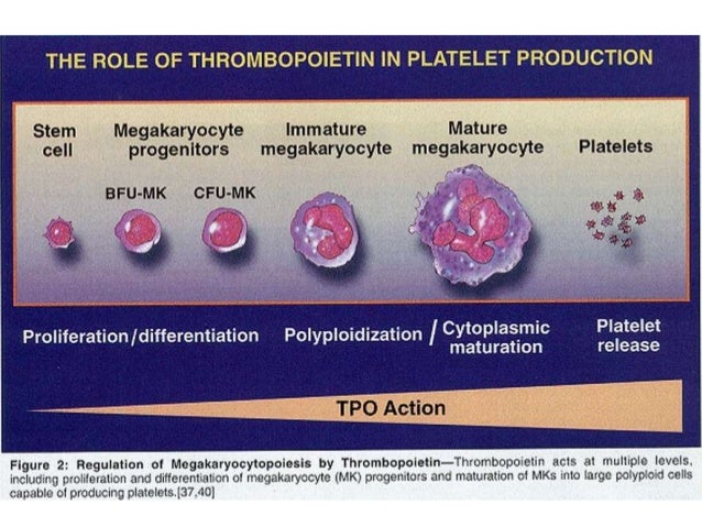 Platelet Disorder : Acquired Disorders of Platelet Function – GOHIUT