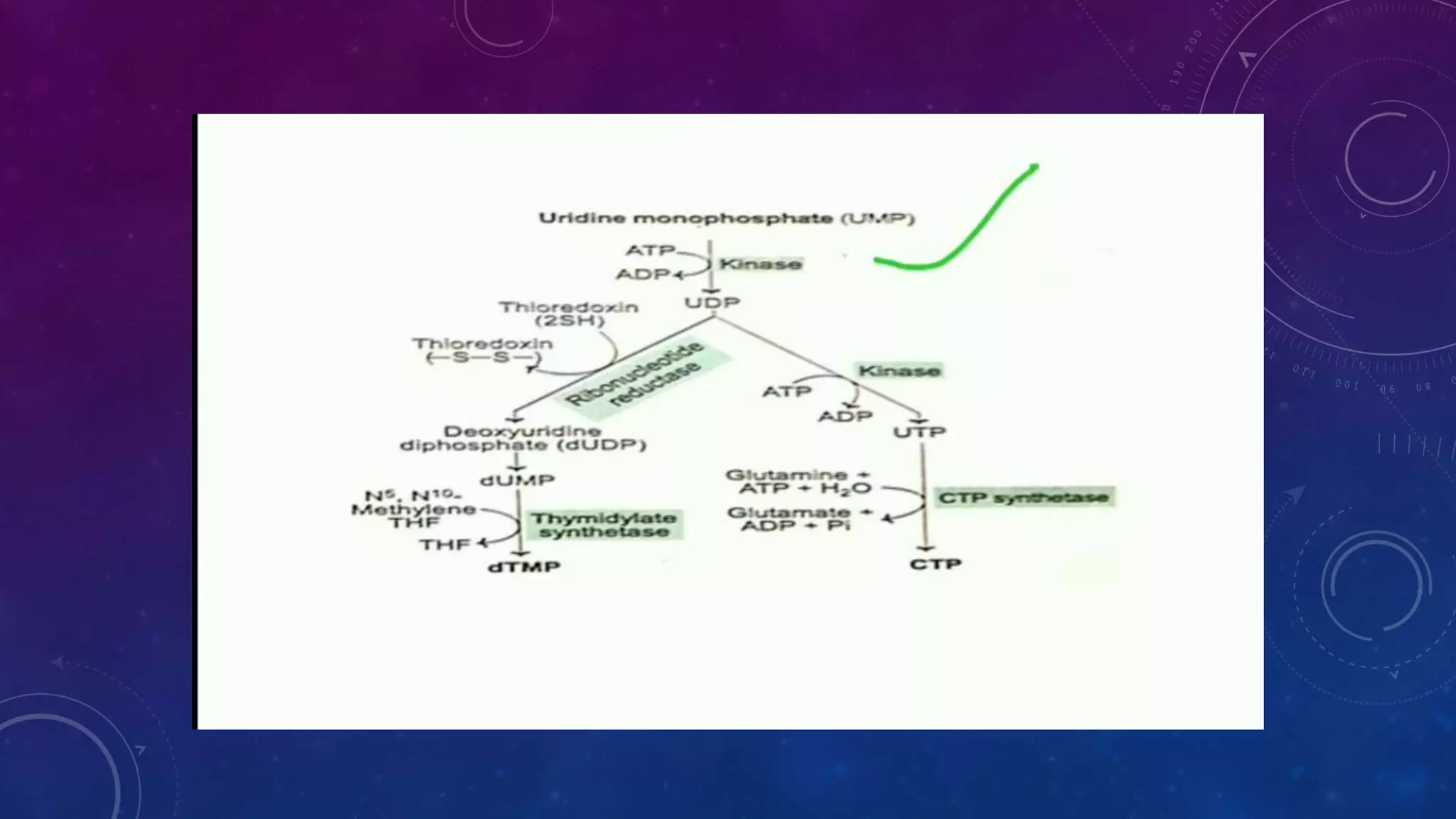 Disorders of purine and pyrimidine metabolism | PPTX