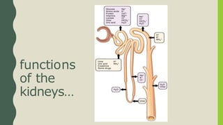 Disorders of Renal Function | PPTX