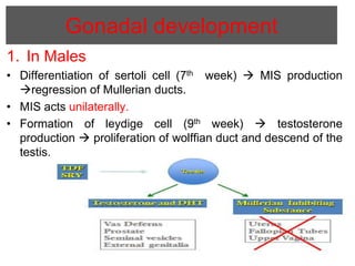 Disorders of sex development | PPTX